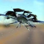 ��� ��������������� ������� �� ������� ������ ������ ������